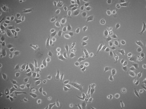 HPDE6c7 Human Pancreatic Duct Epithelial Cell Line