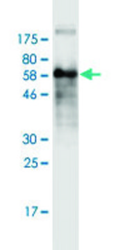 Monoclonal Anti-FST antibody produced in mouse clone 4B11, purified immunoglobulin, buffered aqueous solution