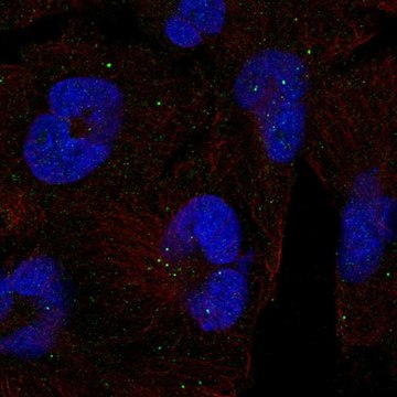 Anti-CLTCL1 antibody produced in rabbit Prestige Antibodies&#174; Powered by Atlas Antibodies, affinity isolated antibody