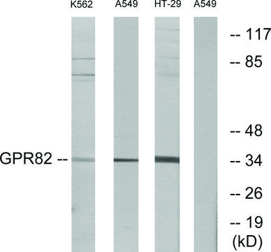 Anti-GPR82 antibody produced in rabbit affinity isolated antibody