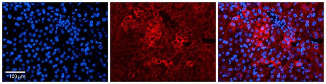 Anti-PPIL2 antibody produced in rabbit affinity isolated antibody