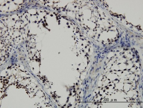 Monoclonal Anti-SMAD2 antibody produced in mouse clone 3G9, purified immunoglobulin, buffered aqueous solution