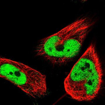 Anti-HNRNPH2 antibody produced in rabbit Prestige Antibodies&#174; Powered by Atlas Antibodies, affinity isolated antibody