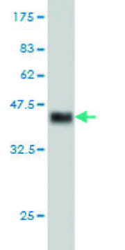 Monoclonal Anti-CHRM2 antibody produced in mouse clone 4B5, purified immunoglobulin, buffered aqueous solution