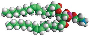 18:1 Monomethyl PE 1,2-dioleoyl-sn-glycero-3-phosphoethanolamine-N-methyl, powder