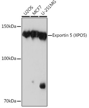 Anti-Exportin 5 (XPO5) Antibody, clone 3Q8E6, Rabbit Monoclonal