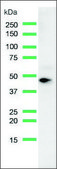 Anti-MAGE-A1 antibody, Rabbit monoclonal recombinant, expressed in proprietary host, clone SP188, affinity isolated antibody