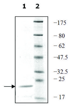 UEV1A active human recombinant, expressed in E. coli, &#8805;80% (SDS-PAGE)