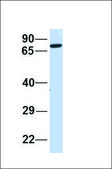 Anti-EXT2 antibody produced in rabbit affinity isolated antibody