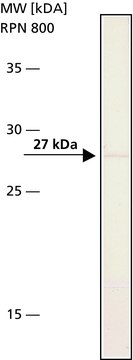 Anti-Bcl-xL antibody, Mouse monoclonal ~2&#160;mg/mL, clone 2H12, purified from hybridoma cell culture