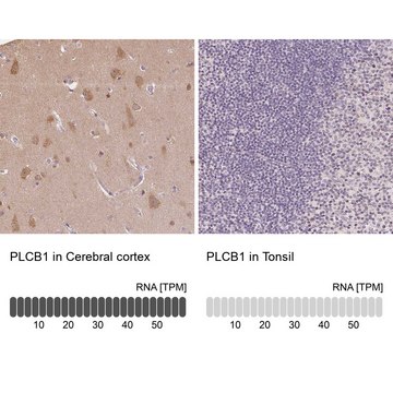 Anti-PLCB1 antibody produced in rabbit Prestige Antibodies&#174; Powered by Atlas Antibodies, affinity isolated antibody, buffered aqueous glycerol solution