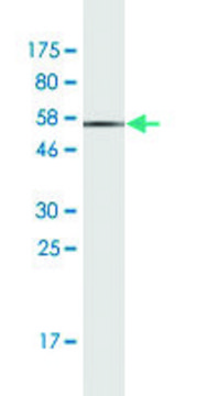 Monoclonal Anti-CLTA antibody produced in mouse clone 4D5, purified immunoglobulin, buffered aqueous solution