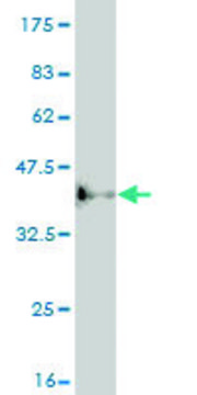 ANTI-ASCL1 antibody produced in mouse clone 1C5, purified immunoglobulin, buffered aqueous solution