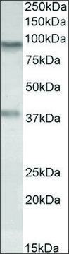 Anti-AOC3 antibody produced in goat affinity isolated antibody, buffered aqueous solution