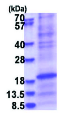 SFTPD human recombinant, expressed in E. coli, &#8805;80% (SDS-PAGE)