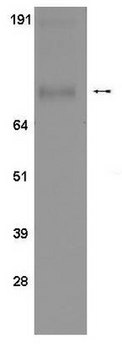 Anti-phospho-STAT1 (Ser 727) Antibody, clone 12C5 clone 12C5, Upstate&#174;, from mouse