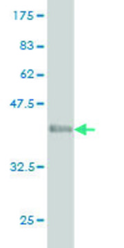 Monoclonal Anti-GPR84 antibody produced in mouse clone 5B7, purified immunoglobulin, buffered aqueous solution