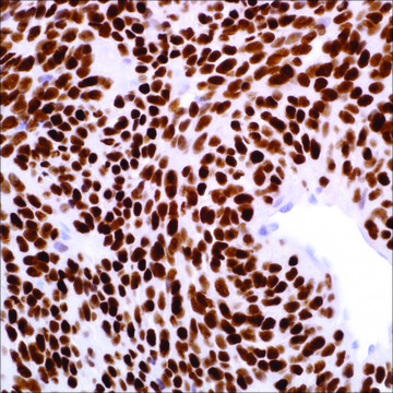 TLE1 (1F5) Mouse Monoclonal Antibody