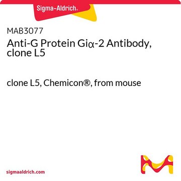 Anti-G Protein Gi&#945;-2 Antibody, clone L5 clone L5, Chemicon&#174;, from mouse