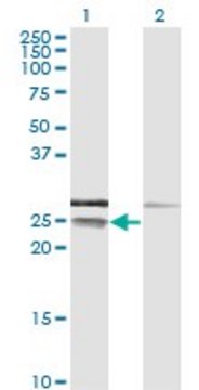 Monoclonal Anti-CD99 antibody produced in mouse clone 3A10, purified immunoglobulin, buffered aqueous solution