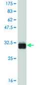 ANTI-TAF11 antibody produced in mouse clone 2G9, purified immunoglobulin, buffered aqueous solution