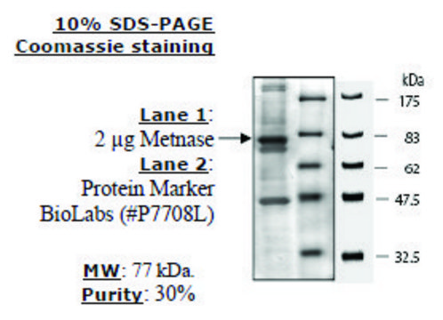 Metnase (SETMAR) human recombinant, expressed in FreeStyle&#8482; 293-F cells, &#8805;30% (SDS-PAGE)