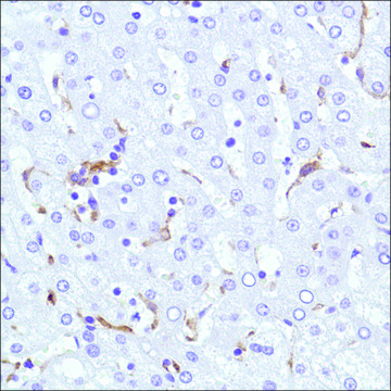 Anti-CD169 antibody, Rabbit monoclonal recombinant, expressed in proprietary host, clone SP213, affinity isolated antibody