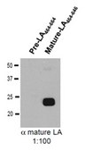 Anti-Lamin A (mature) Antibody, clone 4A4-A4 clone 4A4-A4, from mouse