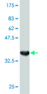 ANTI-RIPK5 antibody produced in mouse clone 4D5, purified immunoglobulin, buffered aqueous solution