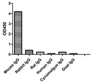 Goat Anti-Mouse IgG1(Fcγ) HRP Alpaca Heavy chain only Antibody recombinant Alpaca(VHH) Nano antibody