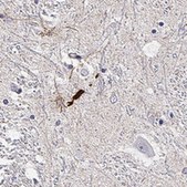 Anti-LUZP2 antibody produced in rabbit Prestige Antibodies® Powered by Atlas Antibodies, affinity isolated antibody, buffered aqueous glycerol solution