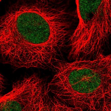 Anti-TAF11 antibody produced in rabbit Prestige Antibodies&#174; Powered by Atlas Antibodies, affinity isolated antibody