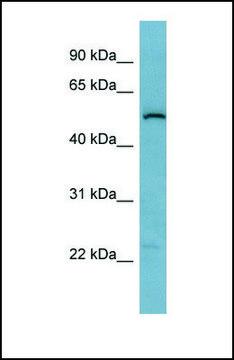 Anti-C1ORF142 antibody produced in rabbit affinity isolated antibody