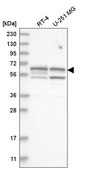 Anti-SHC3 antibody produced in rabbit Prestige Antibodies® Powered by Atlas Antibodies, affinity isolated antibody