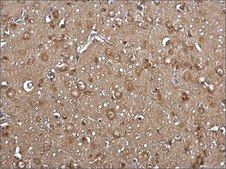 Anti-ACSL4 (C-terminal) antibody produced in rabbit