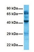 Anti-NFIA antibody produced in rabbit affinity isolated antibody