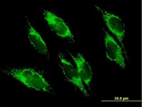 Anti-UQCRC1 antibody produced in mouse purified immunoglobulin, buffered aqueous solution