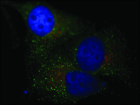 Anti-LAMP1&#8722;Cy3&#8482; 兔抗 1-2&#160;mg/mL, affinity isolated antibody, buffered aqueous solution