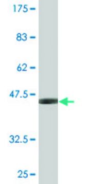 Monoclonal Anti-SNCB antibody produced in mouse clone 3H4, purified immunoglobulin, buffered aqueous solution