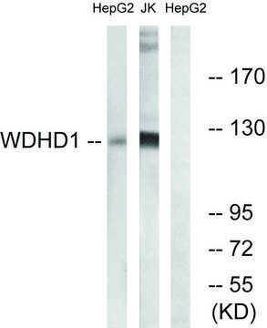 Anti-WDHD1 antibody produced in rabbit affinity isolated antibody