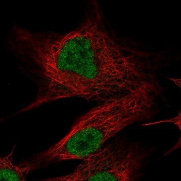 Anti-OLFM2 antibody produced in rabbit Prestige Antibodies&#174; Powered by Atlas Antibodies, affinity isolated antibody