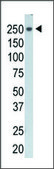 Anti-PI4KCA (N-term) antibody produced in rabbit IgG fraction of antiserum, buffered aqueous solution