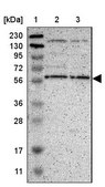 Anti-EFCAB14 antibody produced in rabbit Prestige Antibodies® Powered by Atlas Antibodies, affinity isolated antibody, buffered aqueous glycerol solution