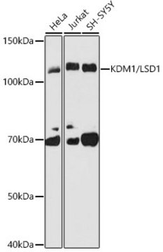 Anti-KDM1 / LSD1 Antibody, clone 7R10X6, Rabbit Monoclonal