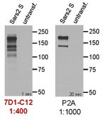 Anti-SARS-CoV-2 Spike RBD Antibody, clone 7D1-C12