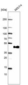 Monoclonal Anti-CD38 antibody produced in mouse Prestige Antibodies® Powered by Atlas Antibodies, clone CL15572, purified antibody (Protein A)