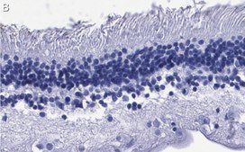 Anti-Red/Green Opsin Antibody, clone 1D2 ZooMAb® Rabbit Monoclonal recombinant, expressed in HEK 293 cells
