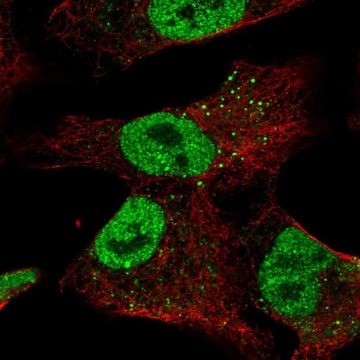 Anti-ZNF341 antibody produced in rabbit Prestige Antibodies&#174; Powered by Atlas Antibodies, affinity isolated antibody