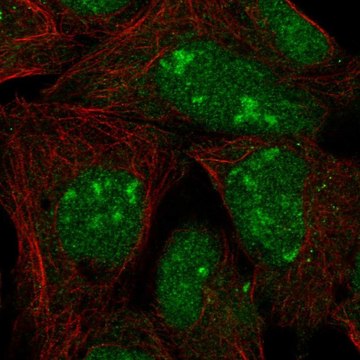 Anti-L3MBTL3 antibody produced in rabbit Prestige Antibodies&#174; Powered by Atlas Antibodies, affinity isolated antibody