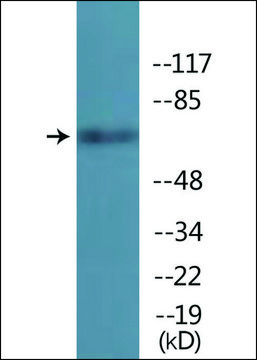 Anti-phospho-TIF-IA (pSer649) antibody produced in rabbit affinity isolated antibody